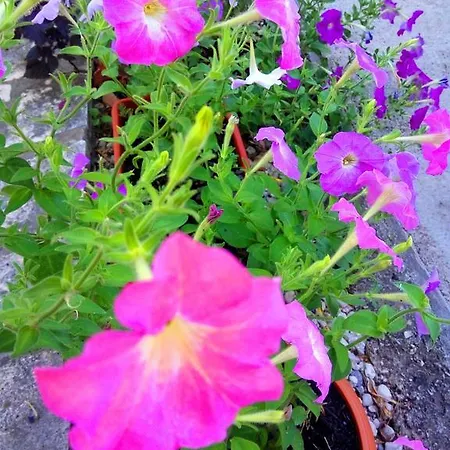 Sea Dream Konukevi 3*